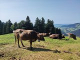 IMG_20250812_160740